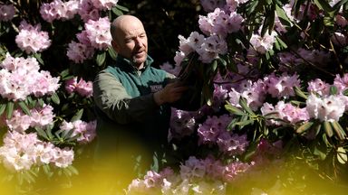 Head gardener Simon Tetlow prepares for the return of visitors to Tatton Garden's, Tatton Park in Knutsford, Cheshire